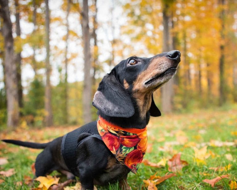 14 Facts That Prove That Dachshunds Are Great Hunters PetPress