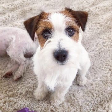 14 Facts About Jack Russells That Everyone Should Know - PetPress