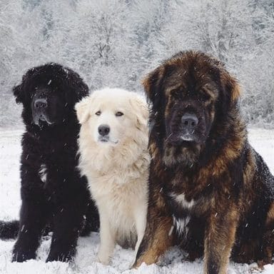 14 Fluffy Pics of Great Pyrenees You Have to See - PetPress