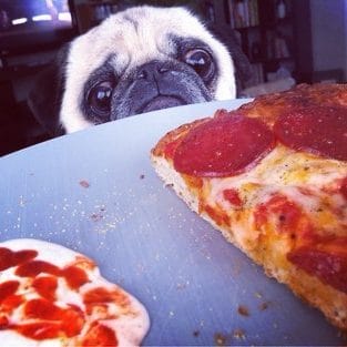 15 Pictures Proving That Pugs Have a Special Relationship With Pizza ...