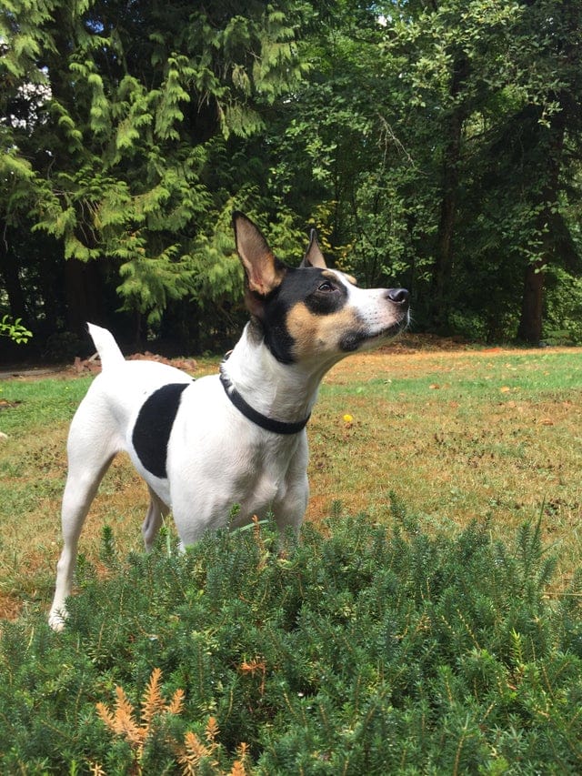 14 Interesting Facts About Rat Terriers - PetPress