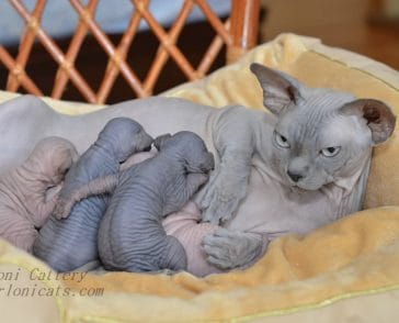 14 Facts About Sphynx Cats That You Should Know - PetPress