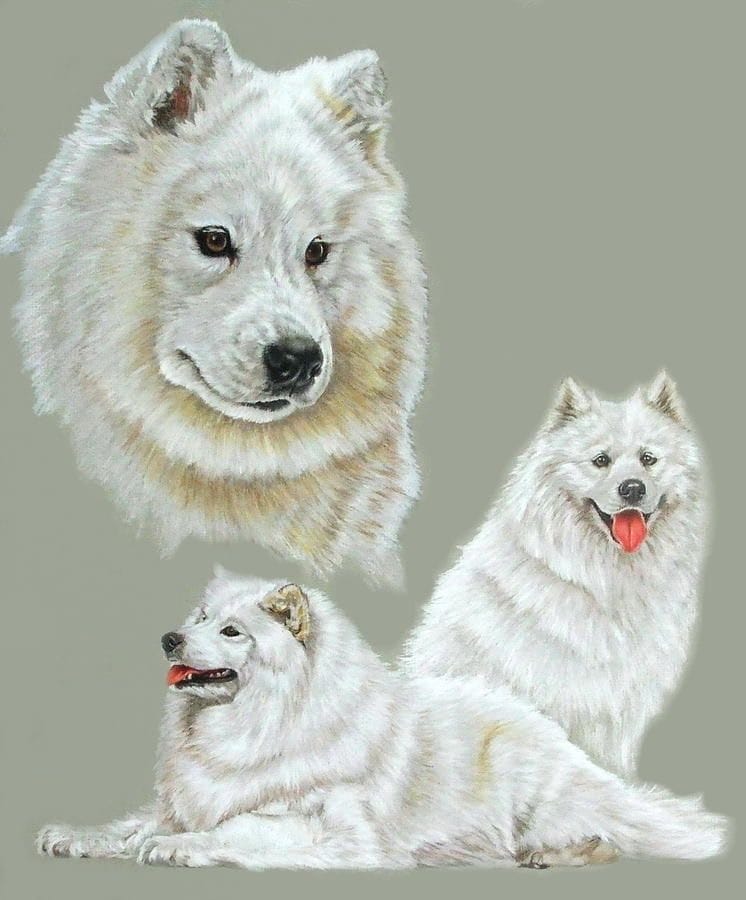 15 Ideas How To Paint Samoyeds PetPress
