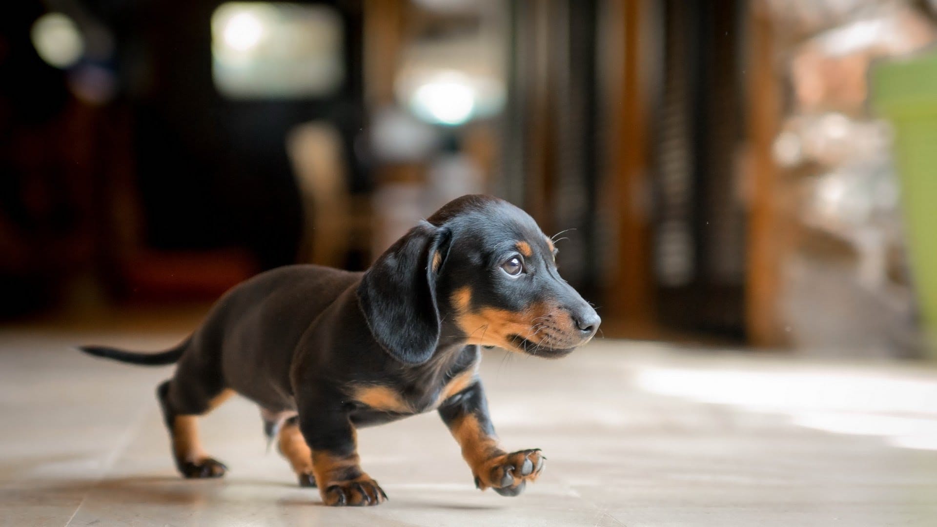 14 Facts That Prove That Dachshunds Are Great Hunters PetPress