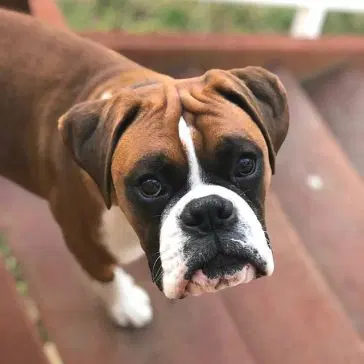 14 Cool Facts About the Boxer Dog - PetPress