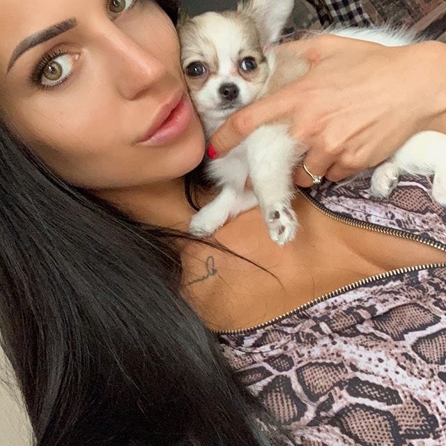 14 Fascinating Chihuahua Facts PetPress