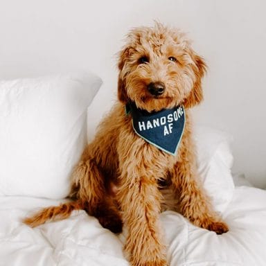 14 Pawesome Goldendoodle Facts You Didn't Know - PetPress