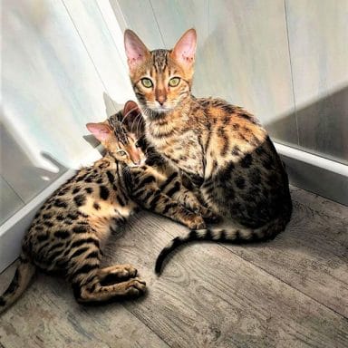 14 Fun Facts You Didn’t Know About Bengal Cats - Page 2 of 3 - PetPress