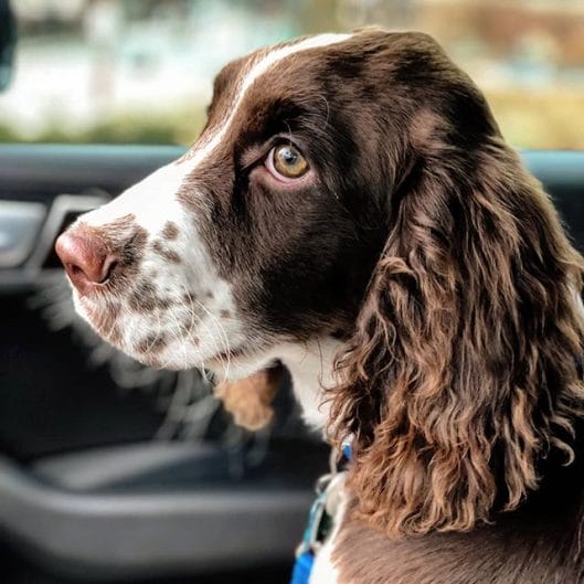 14 Facts About English Springer Spaniels And Why I Love Them - PetPress