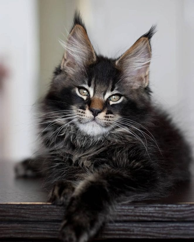 14 Maine Coon Facts Are So Unreal, You Wont Believe They’re All True ...