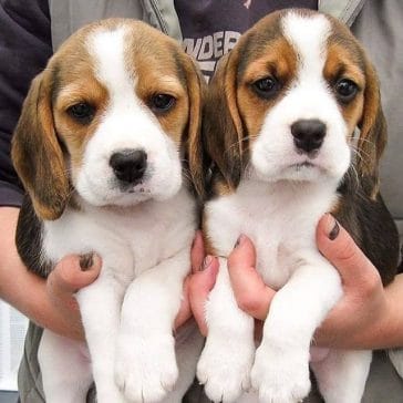 14 Cool Facts You Didn’t Know About Beagles - PetPress