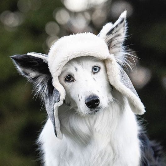 14 Things You Didn’t Know About the Border Collie - PetPress
