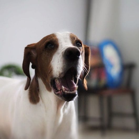14 Interesting And Fun Facts About English Pointers - Page 2 of 3 ...