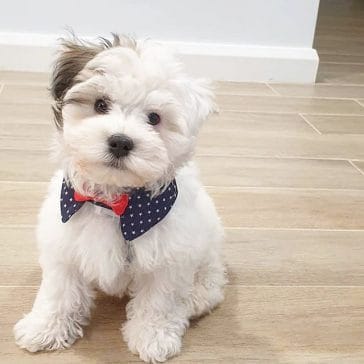 14 Cool Facts About The Havanese Dog - PetPress