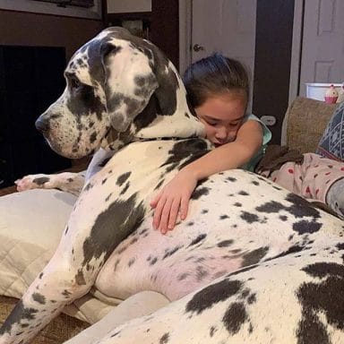 14 Great Dane Facts You Might Not Know - PetPress