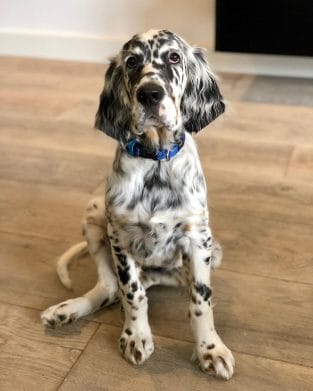 14 Amazing Facts About English Setters - PetPress