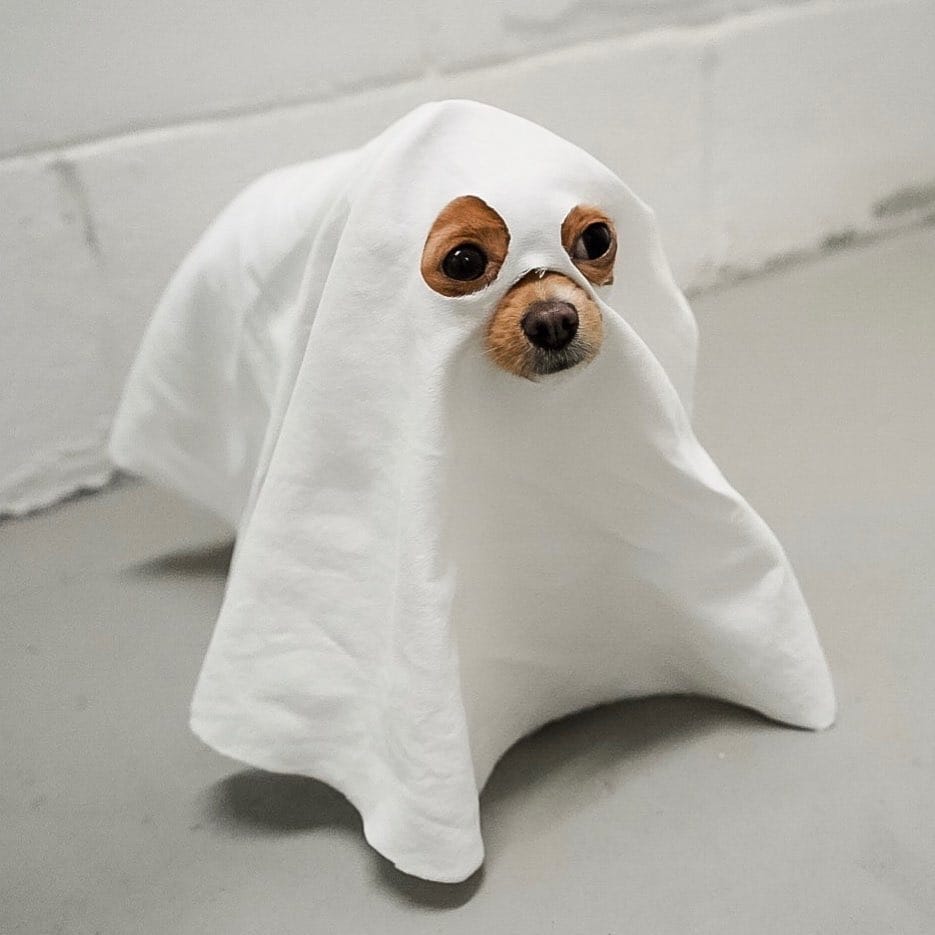 14 Fascinating Chihuahua Facts PetPress