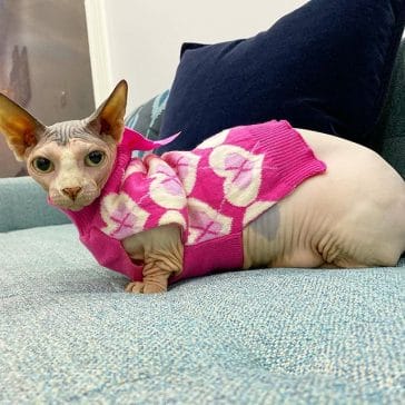 14 Hair-Raising Facts About Sphynx Cats - Page 2 of 3 - PetPress