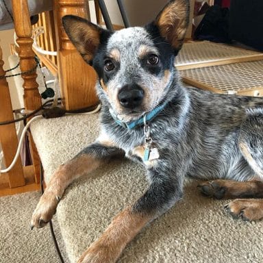 14 Things You Didn’t Know About Australian Cattle Dogs - PetPress