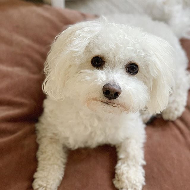 14 Unique Things You Should Know About Bolognese Dog PetPress