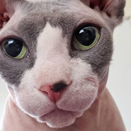 14 Hair-Raising Facts About Sphynx Cats - PetPress