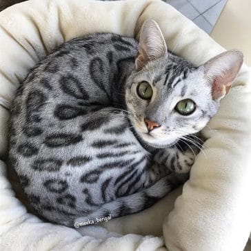 14 Fun Facts You Didn’t Know About Bengal Cats - PetPress