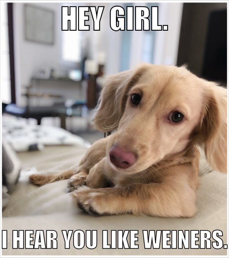 14 Funny Dachshund Memes That Will Make You Laugh! - PetPress