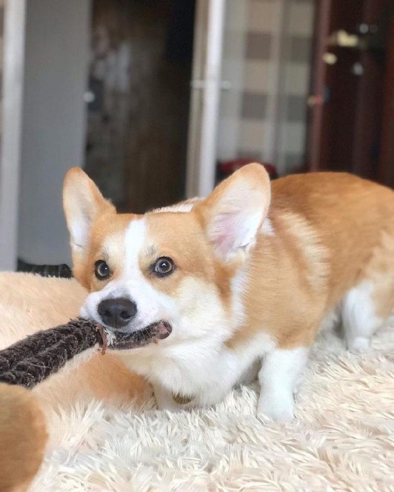 7 Interesting Facts About Corgis That You Did Not Know - PetPress