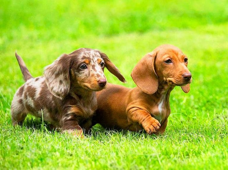 14 Facts You Should Know About Dachshunds - PetPress