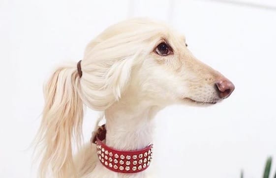 15 Interesting Hairstyles For Afghan Hounds - PetPress