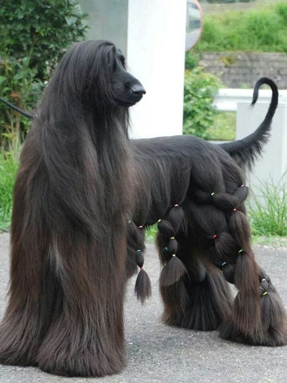 15 Interesting Hairstyles For Afghan Hounds - PetPress