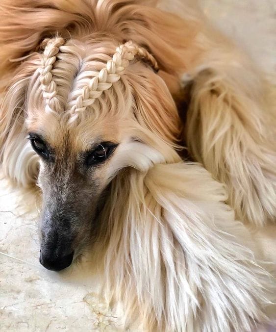 15 Interesting Hairstyles For Afghan Hounds - PetPress 15 Interesting Hairstyles For Afghan Hounds - PetPress