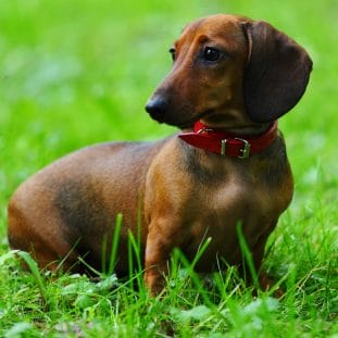 14 Facts You Should Know About Dachshunds - Page 2 of 3 - PetPress