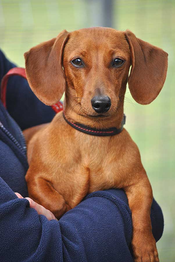 14 Facts That Prove That Dachshunds Are Great Hunters PetPress