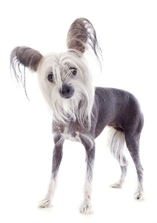 15 Amazing Facts You Didn T Know About The Chinese Crested Petpress 15 Amazing Facts You Didn T Know About The Chinese Crested Petpress