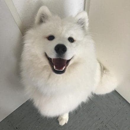 14 Pictures Of Samoyeds Just Being Their Perfect Selves - PetPress