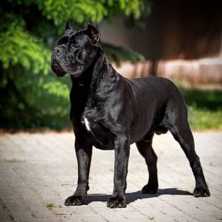 15 Amazing Facts About Cane Corso - PetPress