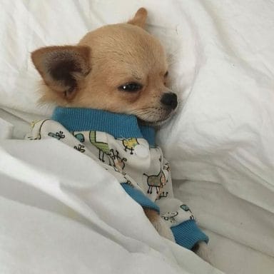 14 Lovely Pictures Of Chihuahuas Who Love To Sleep Very Much - PetPress