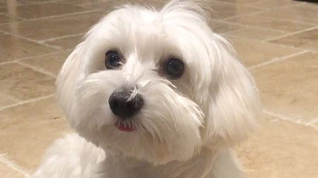 14 Facts About the Coton De Tulear - PetPress