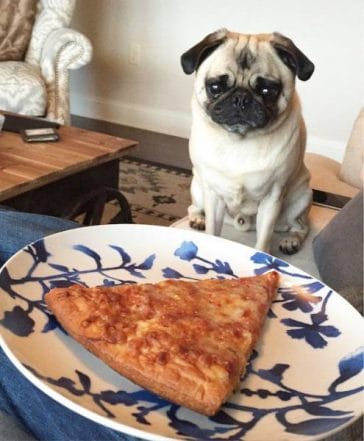 15 Pictures Proving That Pugs Have A Special Relationship With Pizza 