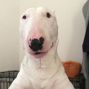 14 Funny Facts About Bull Terriers You Might Not Know - PetPress