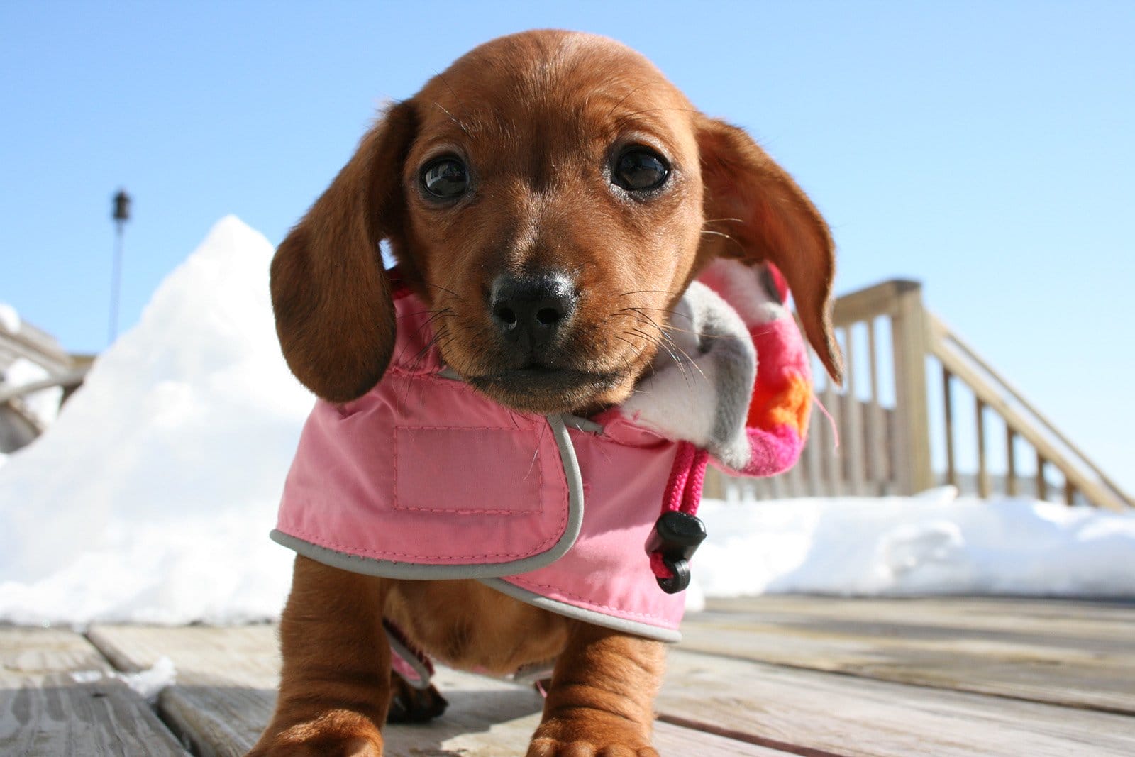 14 Facts That Prove That Dachshunds Are Great Hunters PetPress