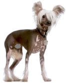 15 Amazing Facts You Didn T Know About The Chinese Crested Petpress 15 Amazing Facts You Didn T Know About The Chinese Crested Petpress