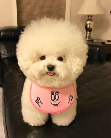 14 Cool Facts About the Bichon Frise - Page 2 of 3 - PetPress