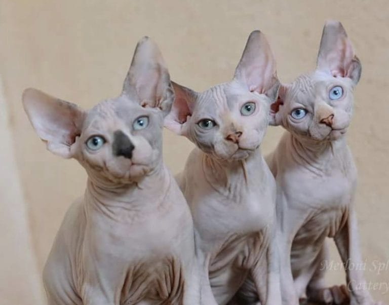 14 Facts About Sphynx Cats That You Should Know - PetPress