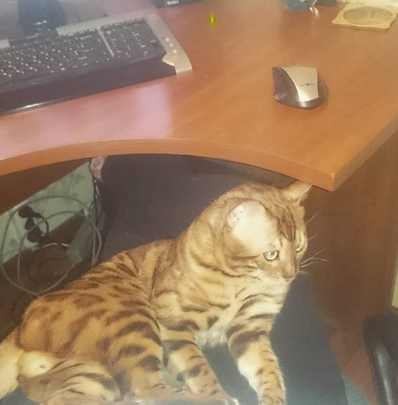 14 Reasons to Get a Bengal Cat PetPress