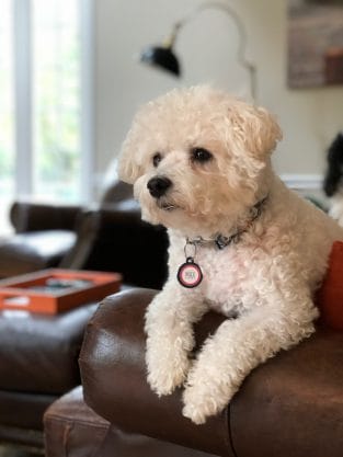 14 Cool Facts About the Bichon Frise - Page 2 of 3 - PetPress