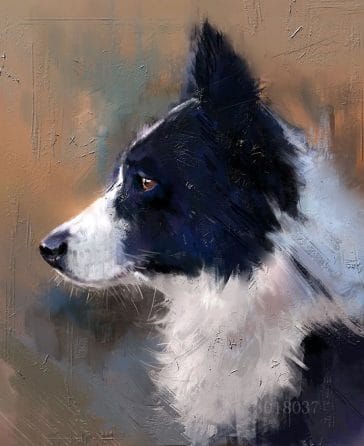 The 15 Most Realistic Australian Shepherd and Border Collie Paintings ...