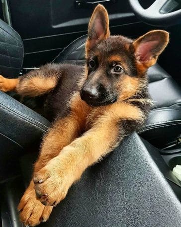 15 Lovely Pictures Of German Shepherds - PetPress
