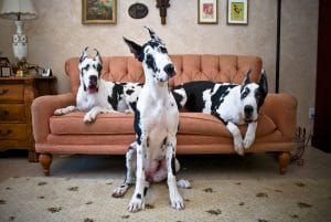 15 Big Facts About Great Danes - PetPress